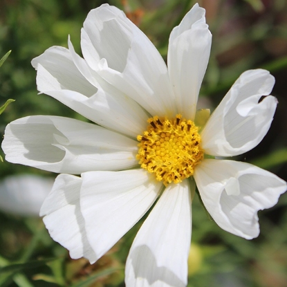 Picture of Cosmos  Hummingbird White