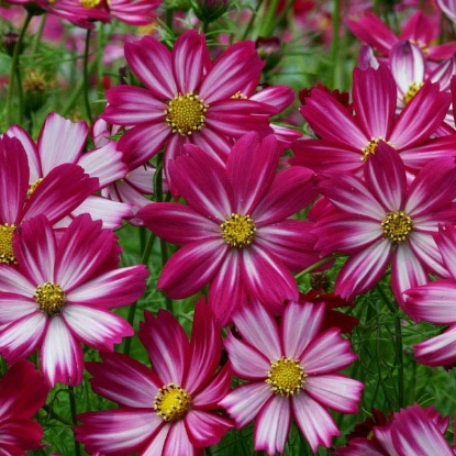 Picture of Cosmos  Cosimo Red-White