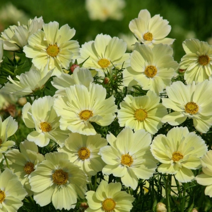 Picture of Cosmos  bipinnatus Xanthos