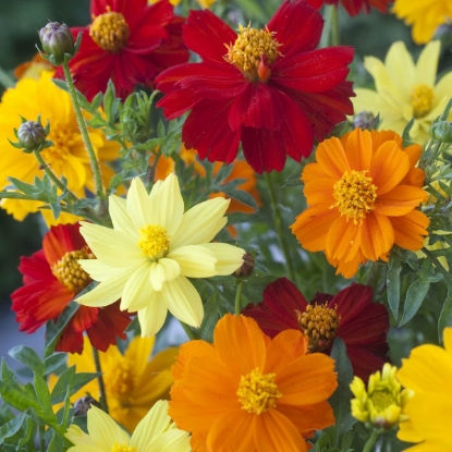 Picture of Cosmos  sulphureus Brightness Mixed