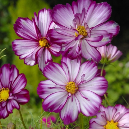 Picture of Cosmos  Fizzy Rose Picotee