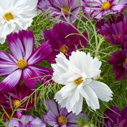 Picture of Cosmos Bippinatus Fizzy Mixed