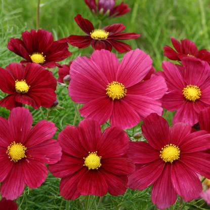 Picture of Cosmos  Bippinatus Rubinato