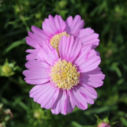 Picture of Cosmos  Pink Popsocks