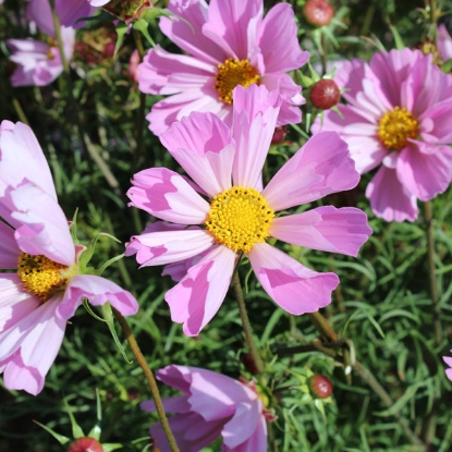 Picture of Cosmos Hummingbird Lilac