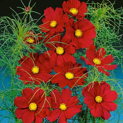 Picture of Cosmos  Dazzler