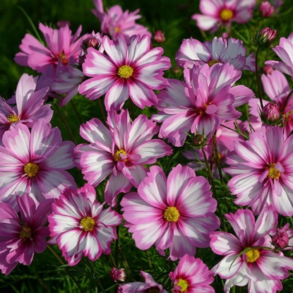 Picture of Cosmos  Capriola