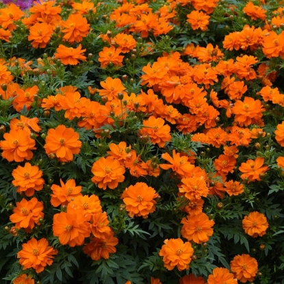 Picture of Cosmos sulphureus Mandarin