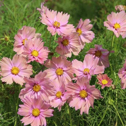 Picture of Cosmos  Apricota