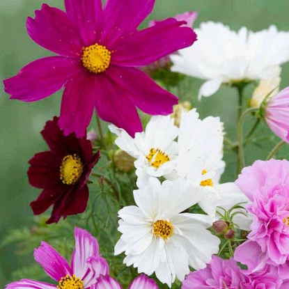 Picture of Cosmos  Breeders Choice Mixed