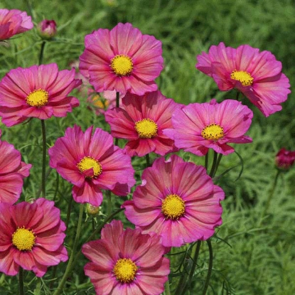 Picture of Cosmos  Xenia