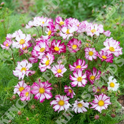 Picture of Cosmos  Bipinnatus Dwarf Purple Picotee