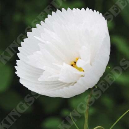 Picture of Cosmos Cupcakes White