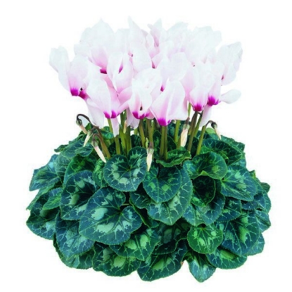 Picture of Cyclamen Latinia Mixed F1