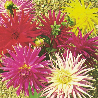 Picture of Dahlia  Cactus Mixed