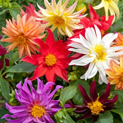 Picture of Dahlia Dwarf Cactus Mixed