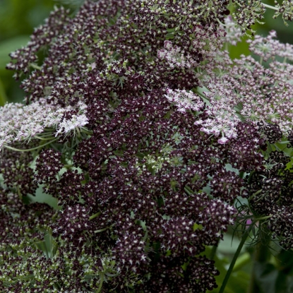 Picture of Daucus  Carota Dara