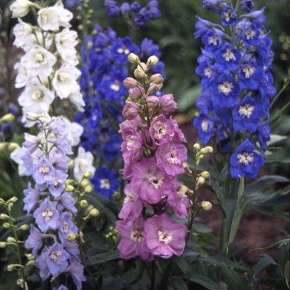 Picture of Delphinium  Crown Special Mixed