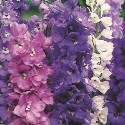 Picture of Delphinium  Magic Fountains Mix HP