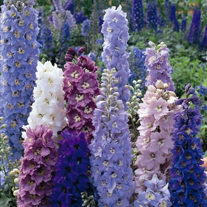 Picture of Delphinium Pacific Giant Mix