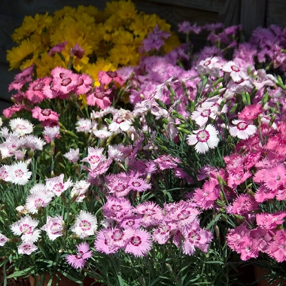 Picture of Dianthus  Sweetness  Mixed