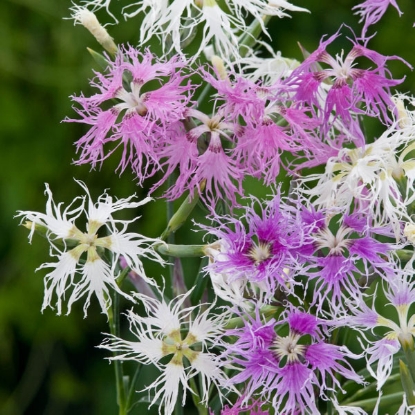 Picture of SALE - Dianthus  hybridus Rainbow Loveliness