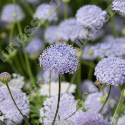 Picture of Didiscus caerulea Lacy Blue