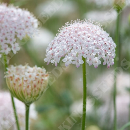 Picture of Didiscus caerulea Lacy Pink