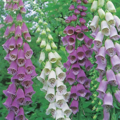 Picture of Foxglove  (Digitalis) Excelsior Mixed