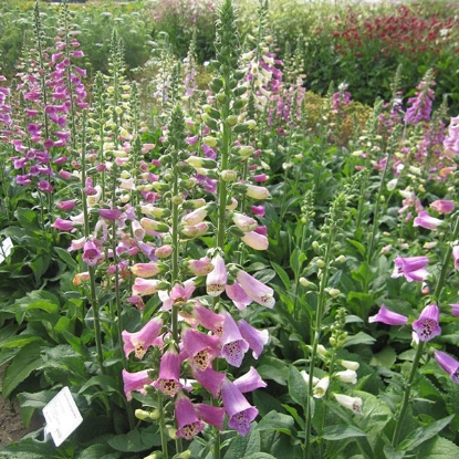 Picture of Foxglove  (Digitalis) Foxy Mixed