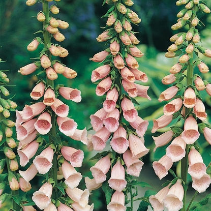 Picture of Foxglove (Digitalis)  Purpurea Apricot