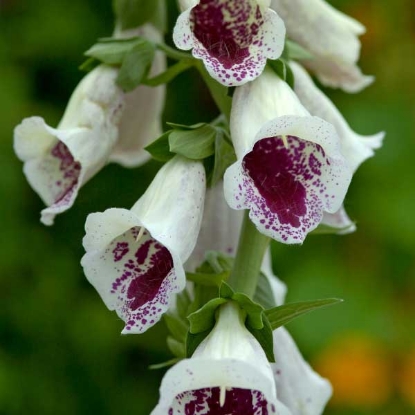 Picture of Foxglove  Pam's Choice