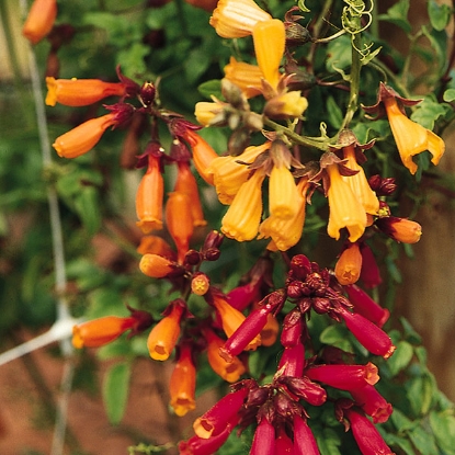 Picture of Eccremocarpus  Tresco (Chilean Glory Vine)