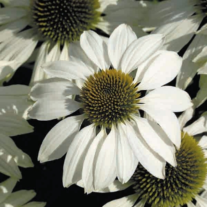 Picture of Echinacea  White Swan Primadonna