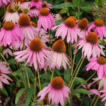 Picture of Echinacea Purpurea Purple Coneflower