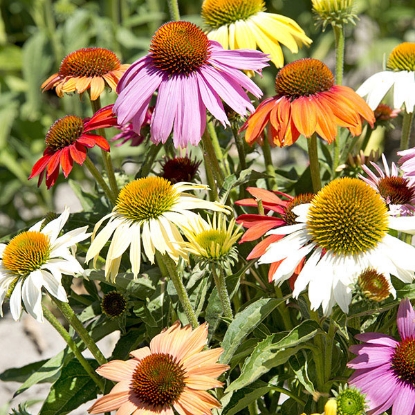 Picture of Echinacea  Paradiso Dwarf Mixed