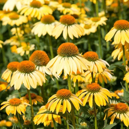 Picture of Echinacea Paradiso Yellow