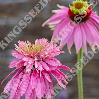 Picture of Echinacea  Paradiso Super-Duper