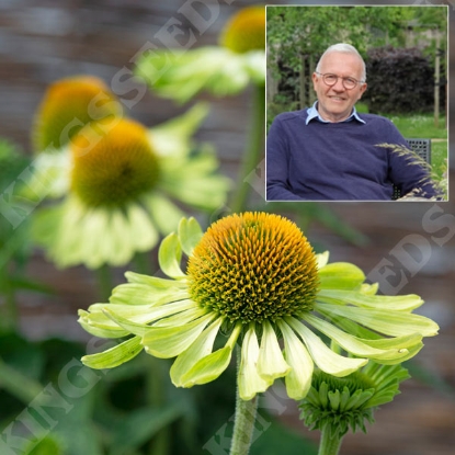 Picture of Echinacea Purpurea Alans Pride