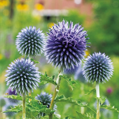 Picture of Echinops Ritro (Globe Thistle)