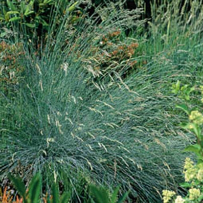 Picture of Festuca glauca