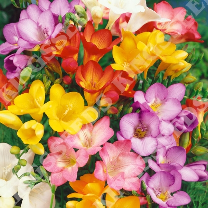 Picture of Freesia  Royal Crown Mix