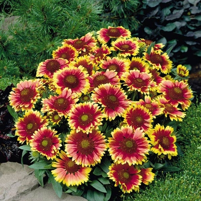 Picture of Gaillardia  Arizona Sun