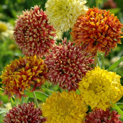 Picture of Gaillardia  pulchella Kings Double Mixed