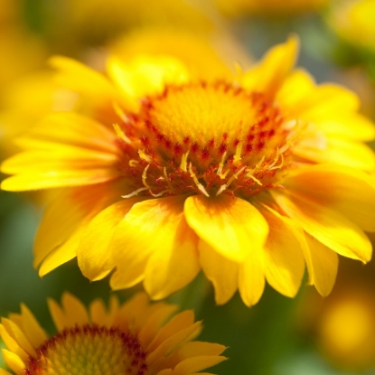 Picture of Gaillardia  Arizona Apricot