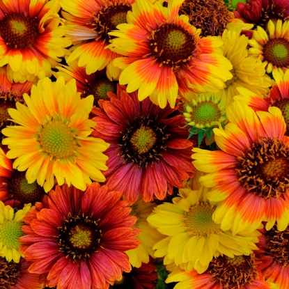 Picture of Gaillardia -  Mesa  Mix -  (F1) KS.