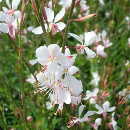 Picture of Gaura  Lindheimeri