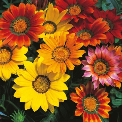 Picture of Gazania  Splendens Mixed