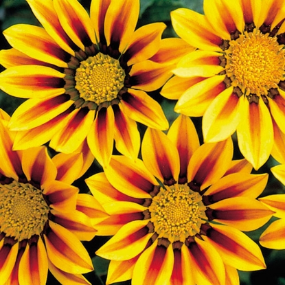 Picture of Gazania  Red Stripe