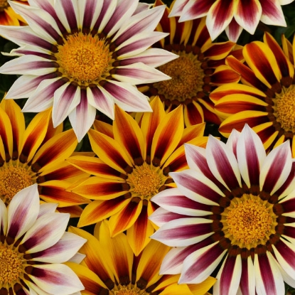 Picture of Gazania  New Day Tiger Stripes